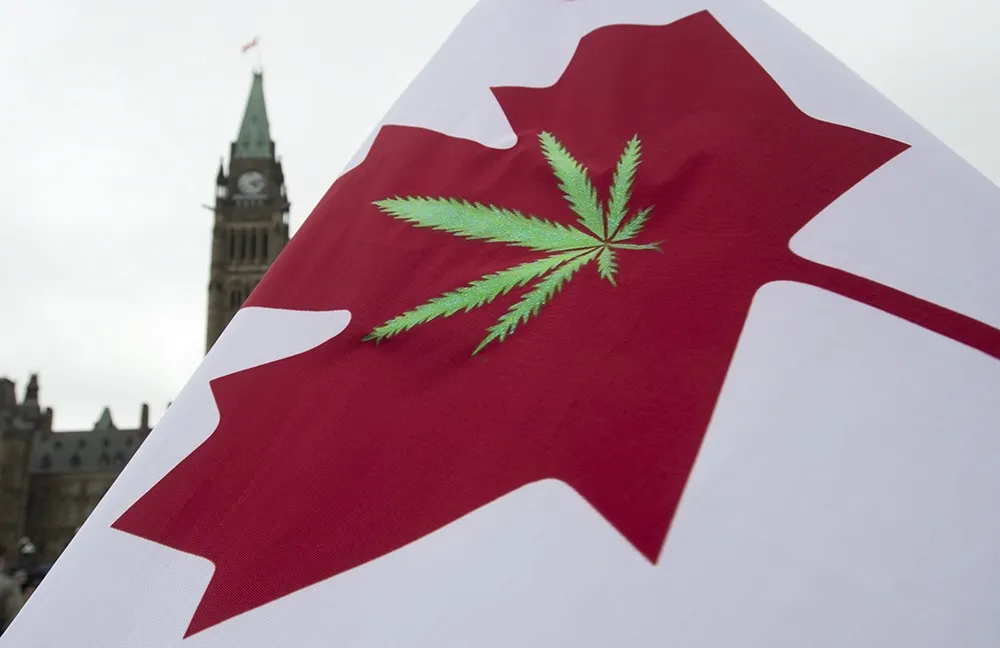 快感急速衝腦　加拿大研發全球首批大麻莖釀製啤酒