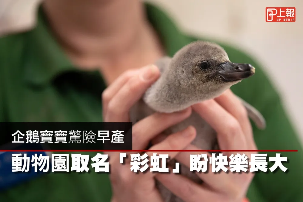 【影片】 企鵝寶寶驚險早產　倫敦動物園取名「彩虹」盼快樂長大