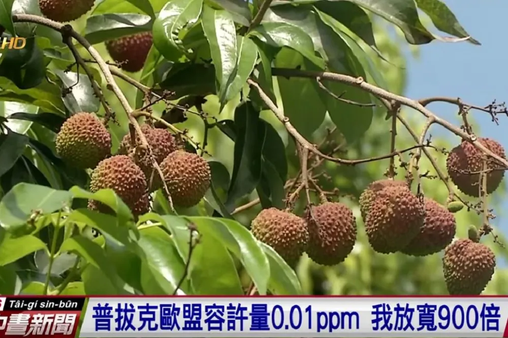 【獨家】衛福部罔顧食安：木瓜鳳梨等8蔬果殺蟲劑殘留量　可超標歐盟千倍