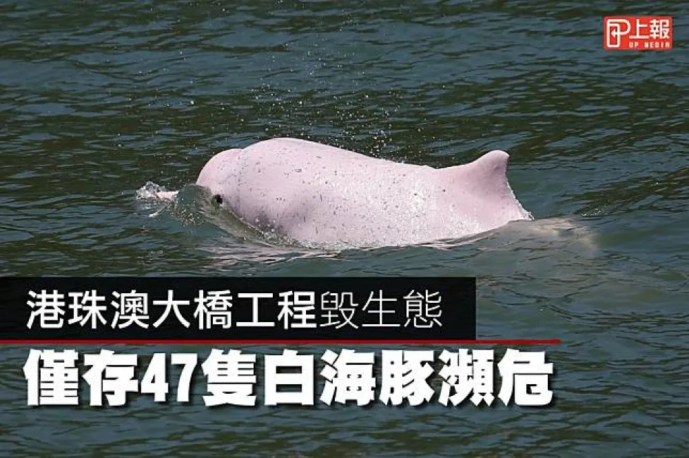 【搶救片】港珠澳大橋工程毀生態　僅存47隻白海豚瀕危
