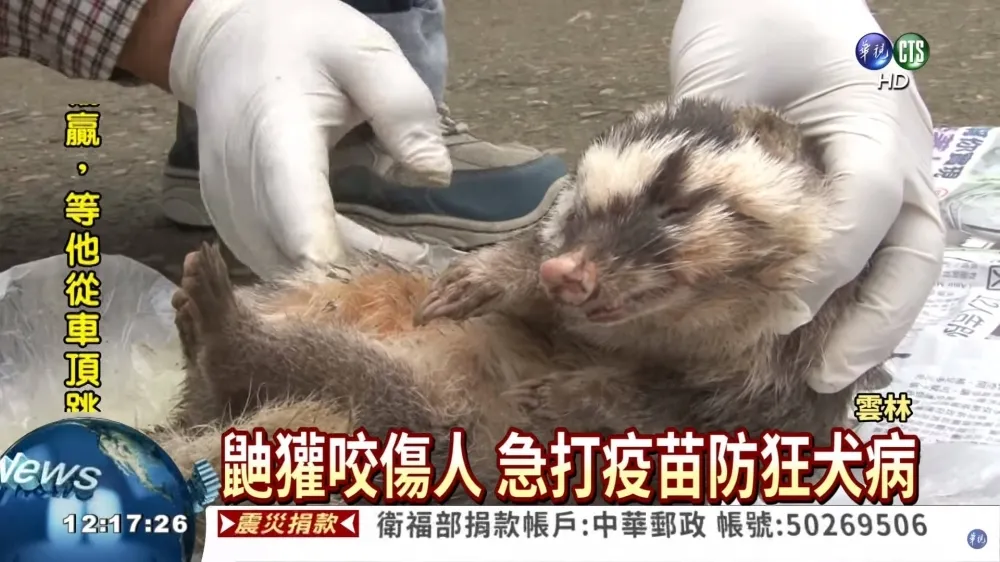 花蓮10鄉鎮陷狂犬病熱區　防檢局呼籲遵守「二不一要」原則