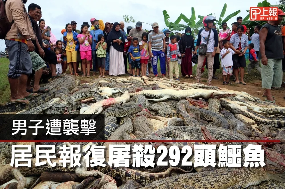 【影片】男子遭襲擊　居民報復屠殺292頭鱷魚