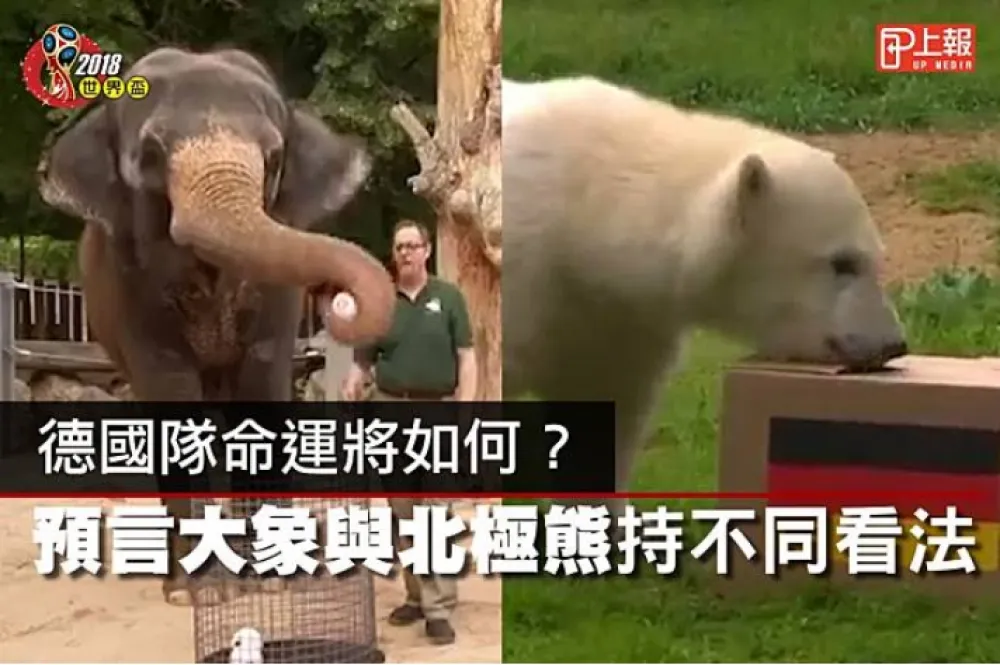 【2018世足片】德國隊命運將如何？　預言大象與北極熊持不同看法