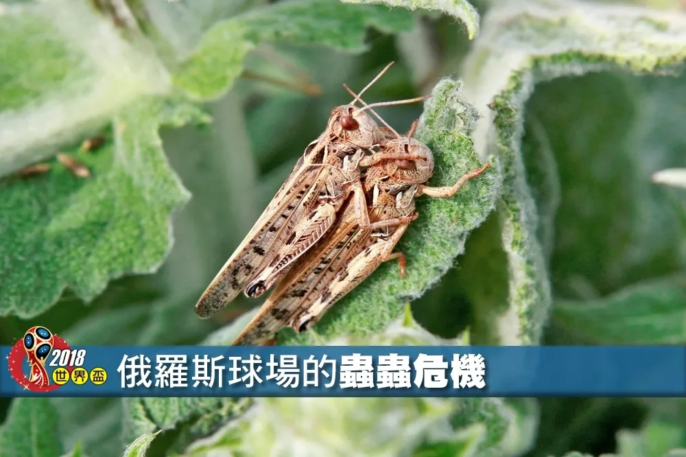【2018世界盃】比賽場地恐遭蝗蟲肆虐　俄羅斯的「蟲蟲危機」