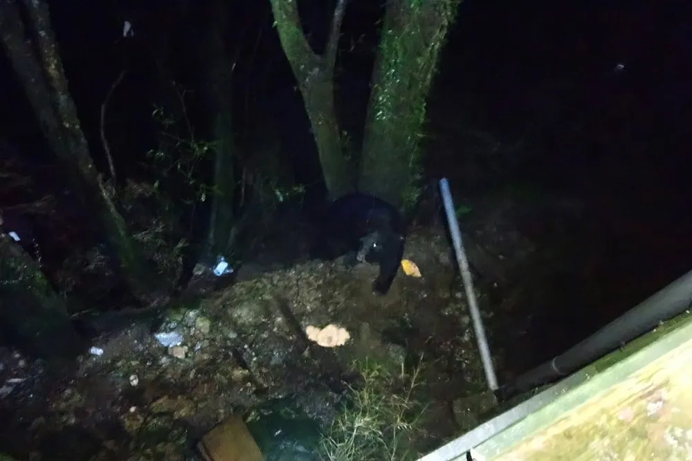 台灣黑熊連2天出沒向陽山屋　山友：這是牠們的家，我們要更尊重與愛護
