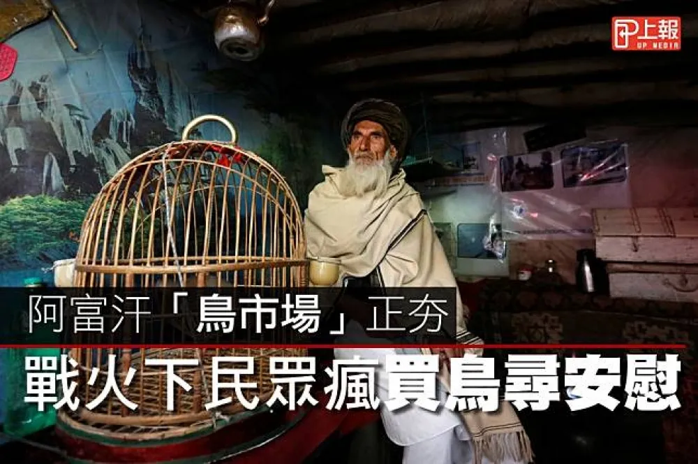 【影片】阿富汗「鳥市場」正夯　 戰火下民眾瘋買鳥尋安慰