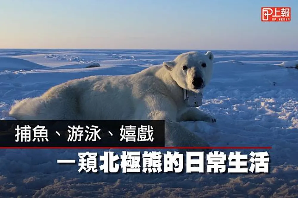 【可愛片】捕魚、游泳、嬉戲　一窺北極熊的日常生活