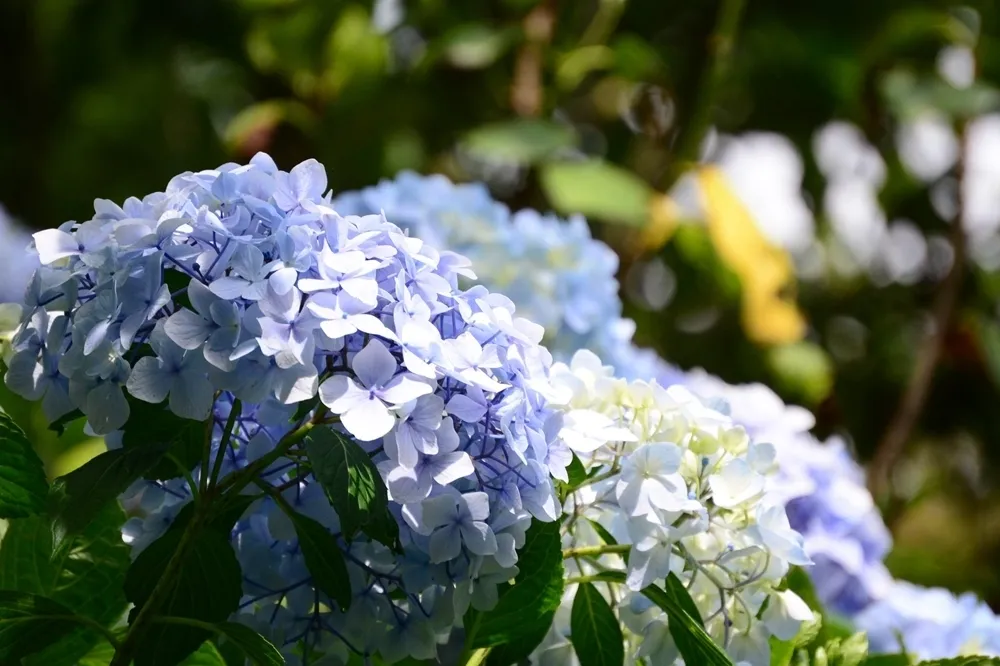 繡球花、桔梗盛開，京都6月很精彩！趁暑假旺季前來趟賞花之旅