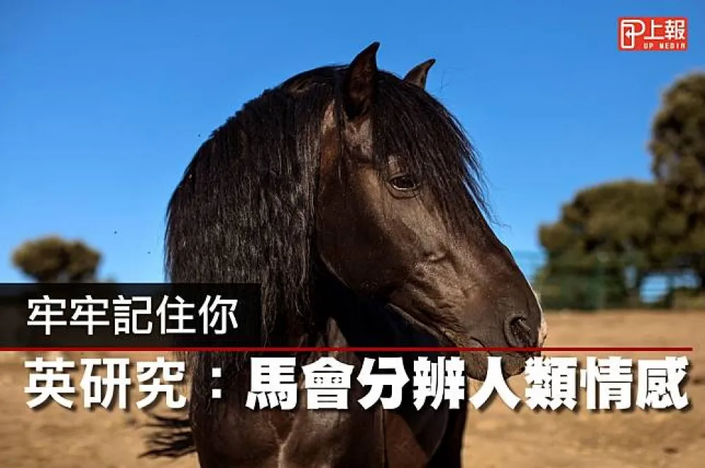 【影片】牢牢記住你　英研究：馬會分辨人類情感