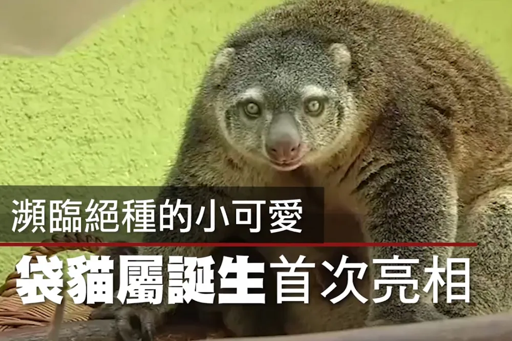 【影片】瀕臨絕種的小可愛　袋貓屬誕生首次亮相