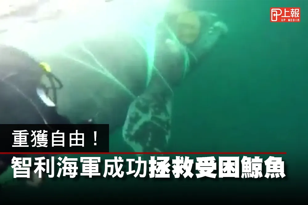 【影片】重獲自由！　智利海軍成功拯救受困鯨魚