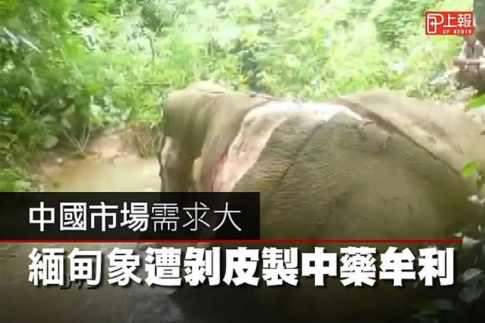 【影片】中國市場需求大　緬甸象遭剝皮製中藥牟利
