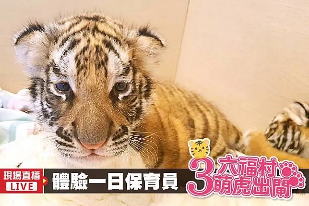 【有片】六福村萌虎三姐弟初長成　邀遊客體驗小老虎餵奶趣