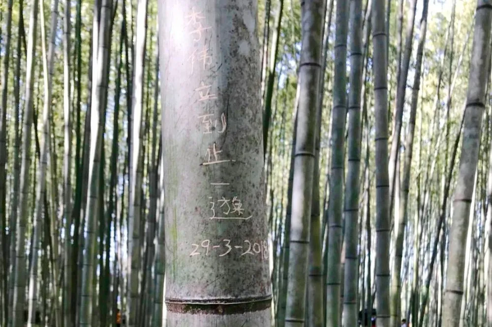 【東京鐵男見聞】京都嵐山竹林遭外國觀光客刻字，不但有損國家形象還已經觸法！