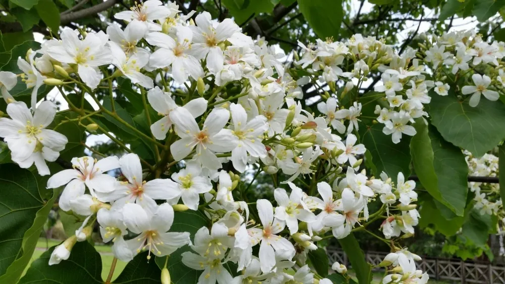 【吉安最好客-藝桐趣郊遊】 花蓮縣吉安鄉「2018客家桐花祭」