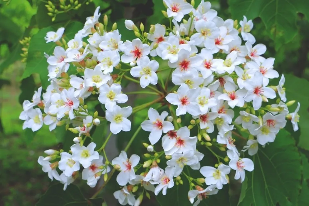 「客舞桐花-蝶飛鼓舞」花蓮瑞穗鄉「2018客家桐花祭」