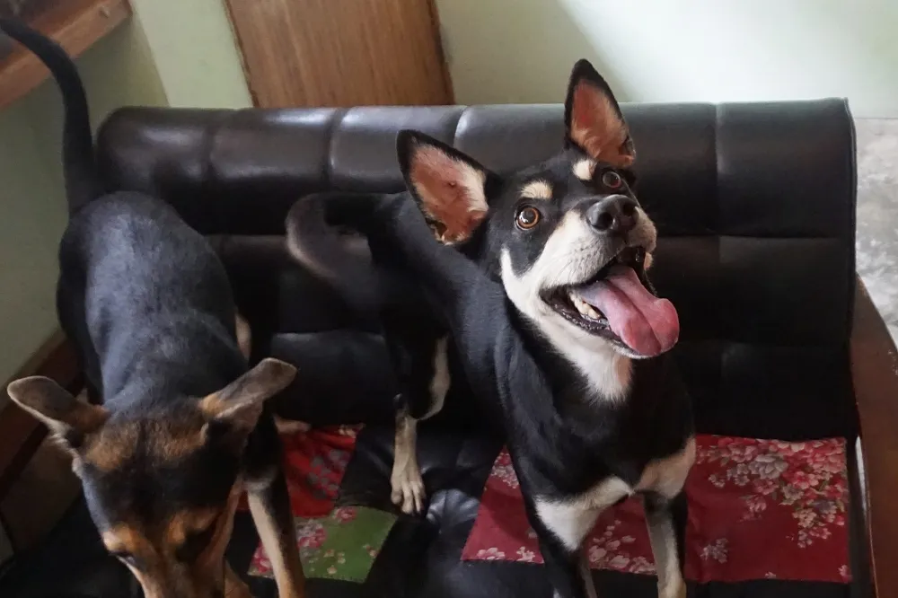 加籍飼主慘遭分屍　愛犬Lulu於警局受驚逃竄後失蹤