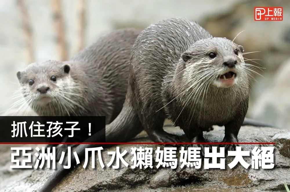 【Q片】抓住孩子！　亞洲小爪水獺媽媽出大絕　