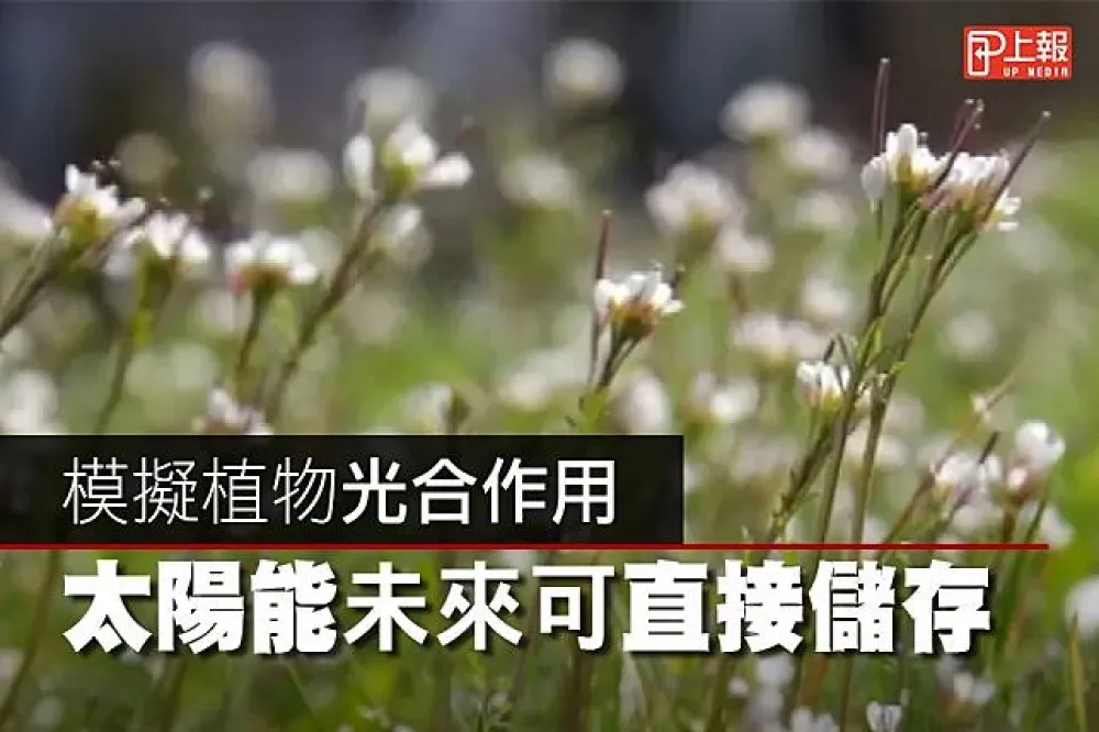 【科技片】模擬植物光合作用　太陽能未來可直接儲存