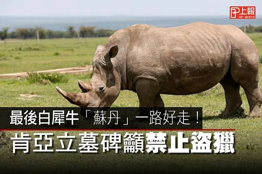 【影片】最後白犀牛「蘇丹」一路好走！　肯亞立墓碑籲禁止盜獵