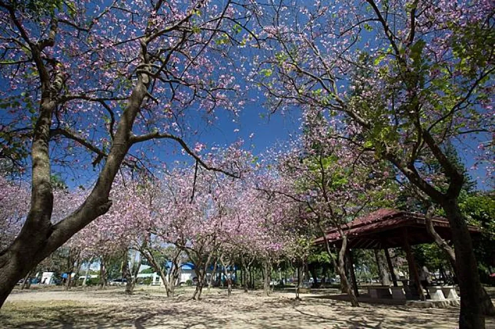 連假一日輕旅行！台南賞花地圖、親子活動全攻略 