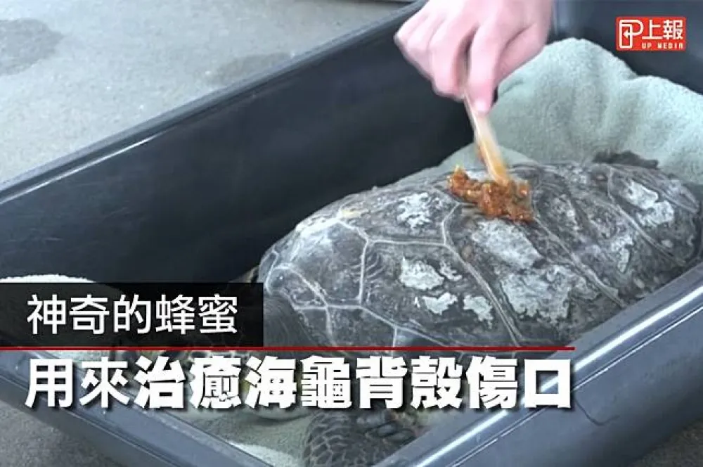 【大愛片】蜂蜜新療效！　協助海龜殼傷口殺菌癒合