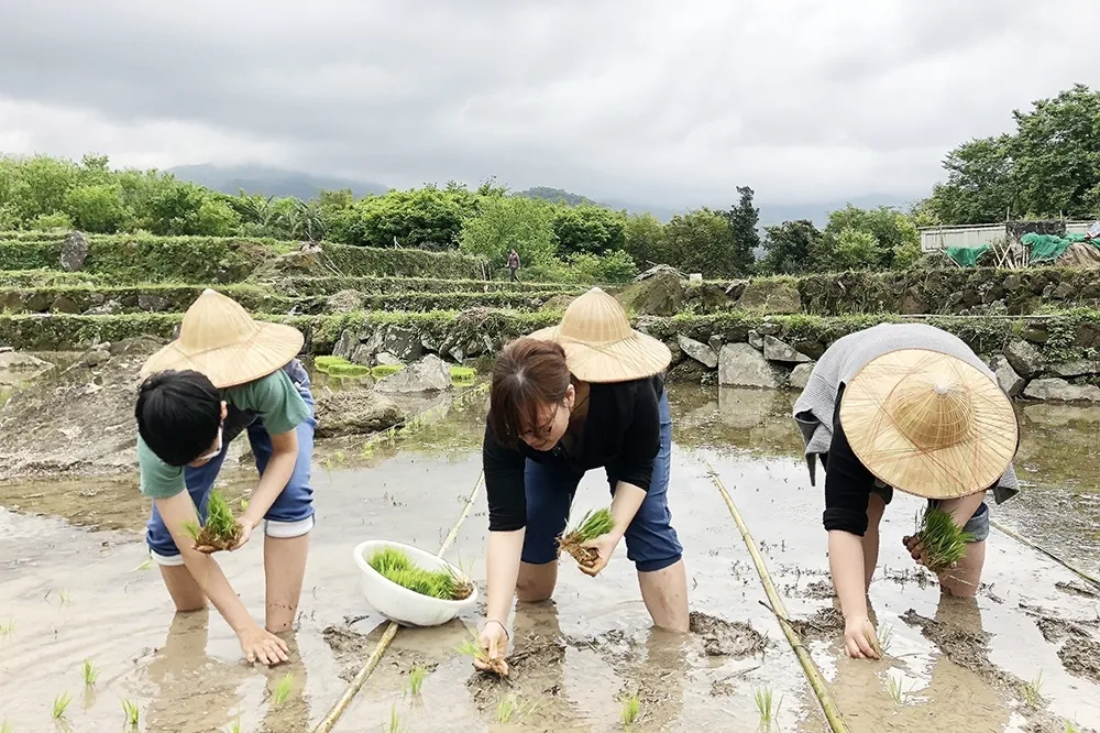  陽明山生態親子之旅    「高厝聚落」春耕插秧體驗及品嚐在地美食