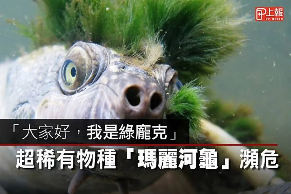 【影片】「大家好，我是綠龐克」　超稀有物種「瑪麗河龜」瀕危