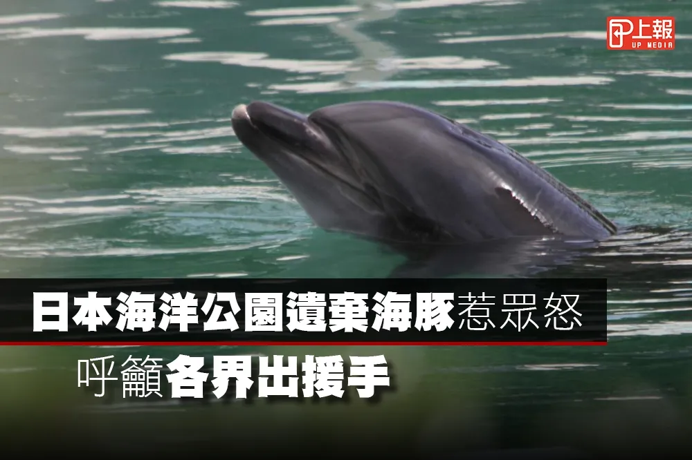 【搶救片】日本海洋公園遺棄海豚惹眾怒　呼籲各界出援手