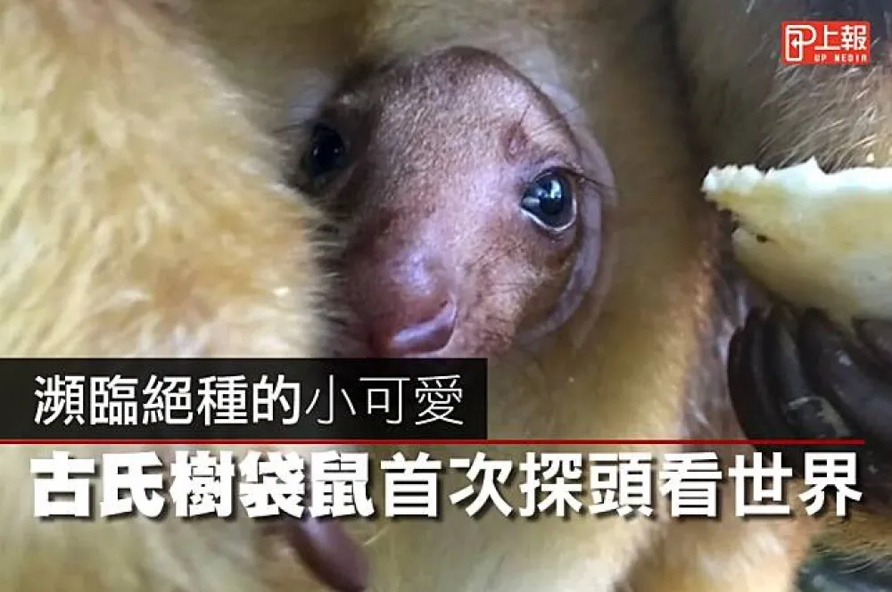 【萌片】瀕臨絕種的小可愛　古氏樹袋鼠首次探頭看世界