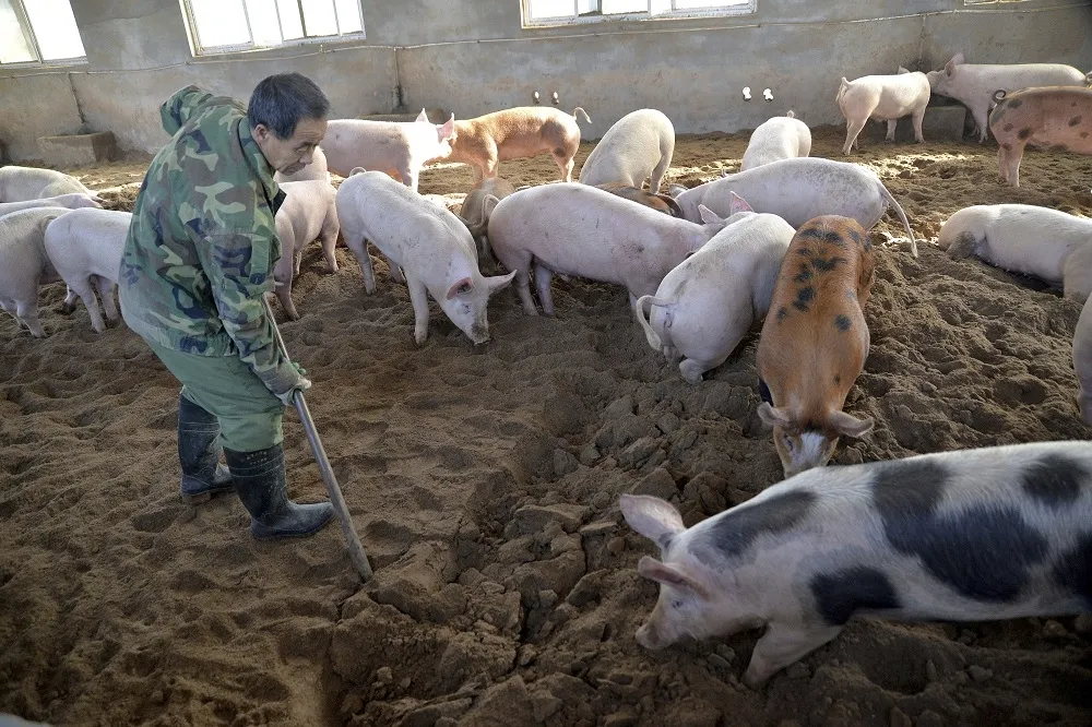 【非洲豬瘟】中國已撲殺近3萬隻豬　聯合國：恐蔓延至朝鮮半島、東南亞