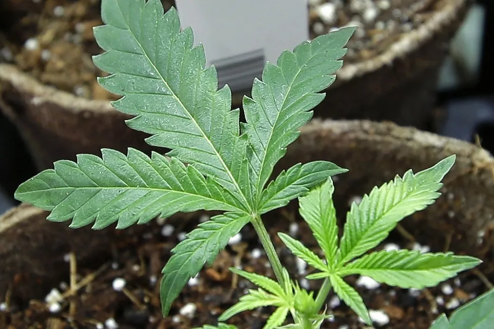 英國研究：大麻二酚可減輕幻覺、妄想及其他精神症狀
