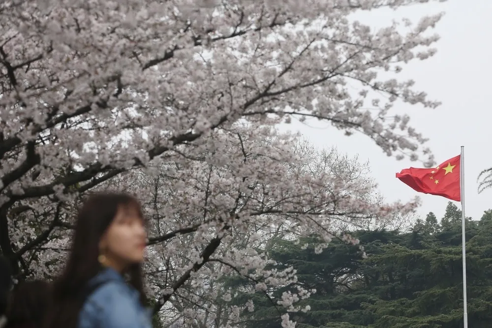 連櫻花都可以山寨！中國民眾買票賞塑膠花怒求退票