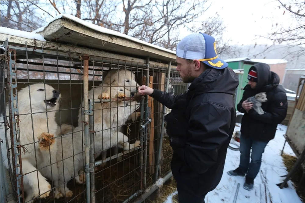 【平昌冬奧】美國滑雪名將走訪狗肉場　忍不住領養一隻帶回家