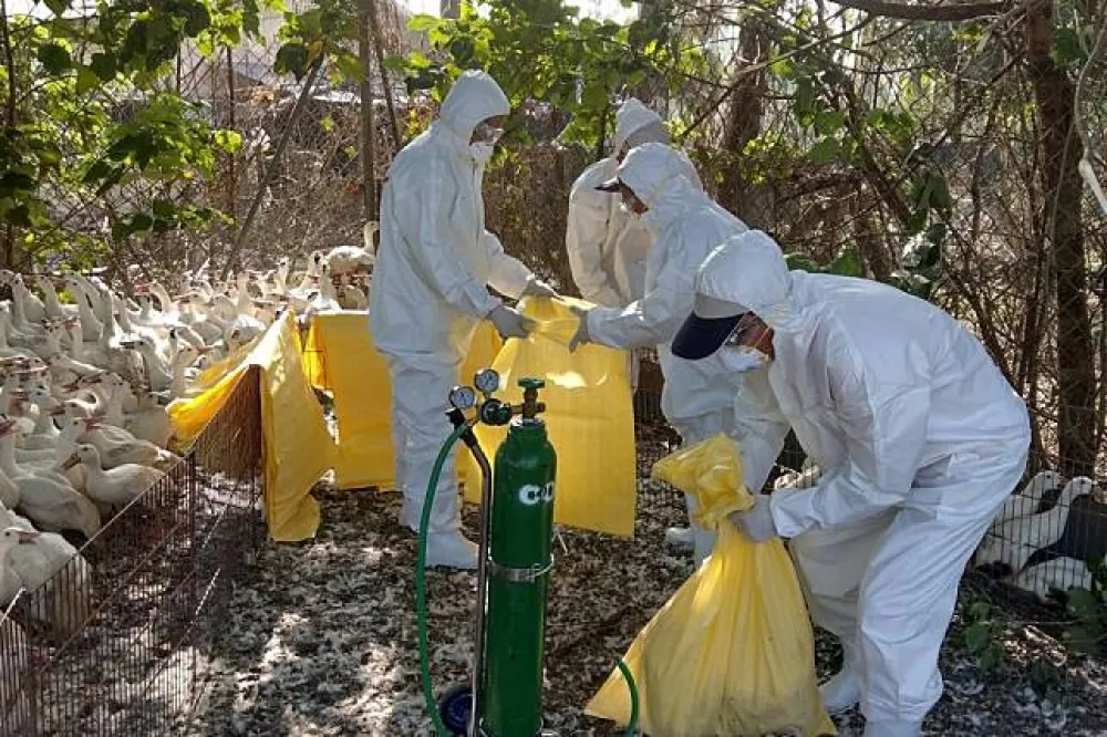 禽流感疫情高峰期　5天撲殺2萬7千多隻雞鴨