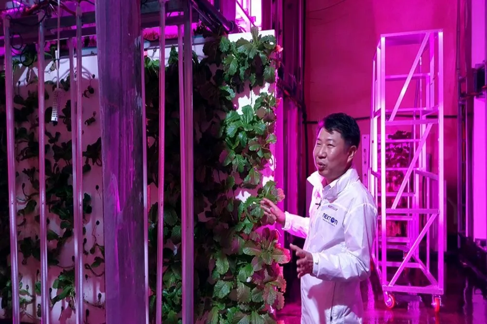 解決高齡化與暖化　南韓興建全球首座隧道智能農場 