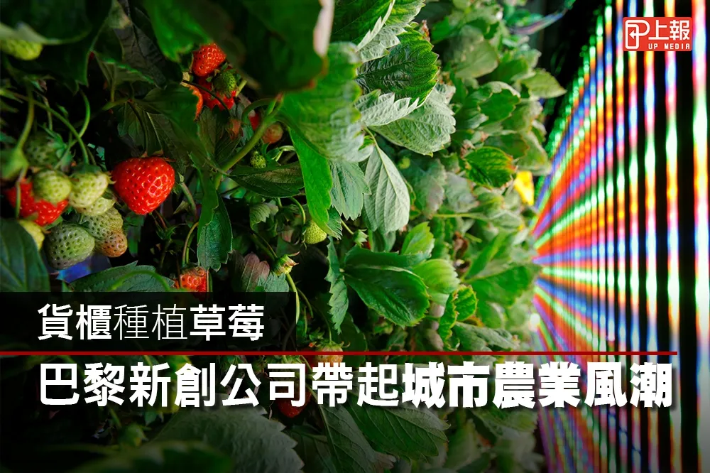 【影片】貨櫃種植草莓　巴黎新創公司帶起城市農業風潮