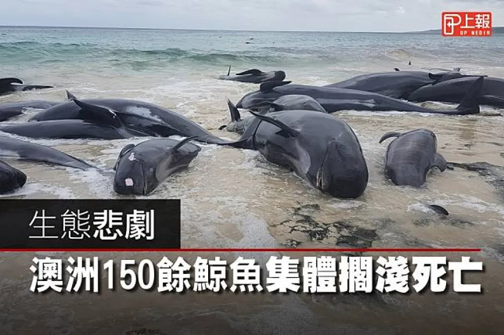 【影片】生態悲劇　澳洲150餘鯨魚集體擱淺死亡