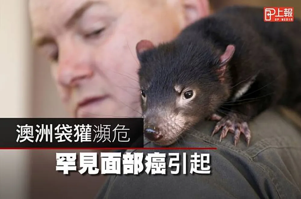 【影片】澳洲袋獾瀕危　罕見面部癌引起 