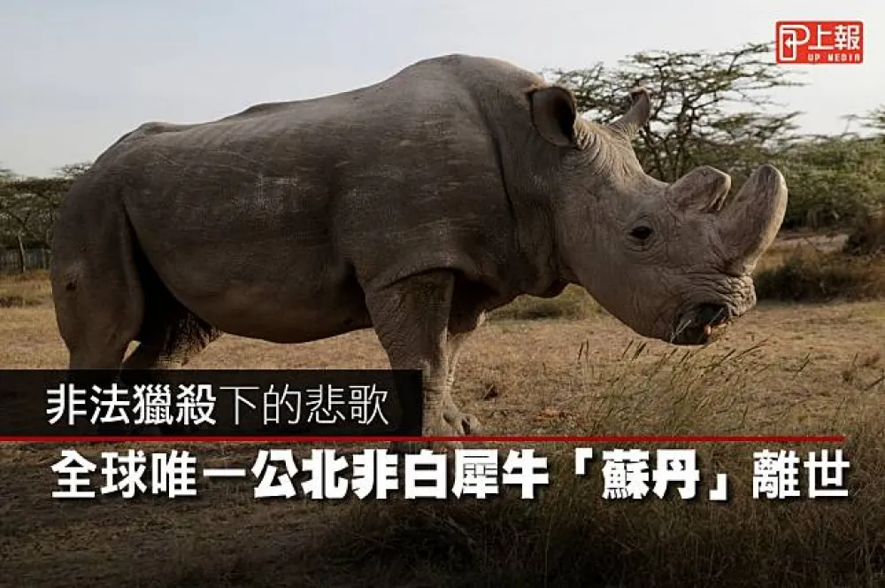 【影片】非法獵殺下的悲歌　全球唯一公北非白犀牛離世