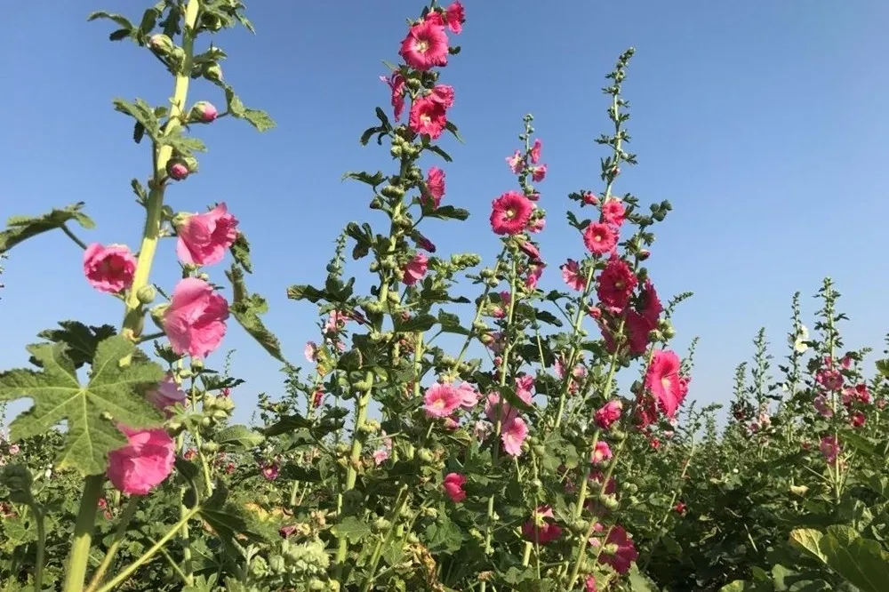 捕捉春天的景色　歡迎來到台南學甲蜀葵花海
