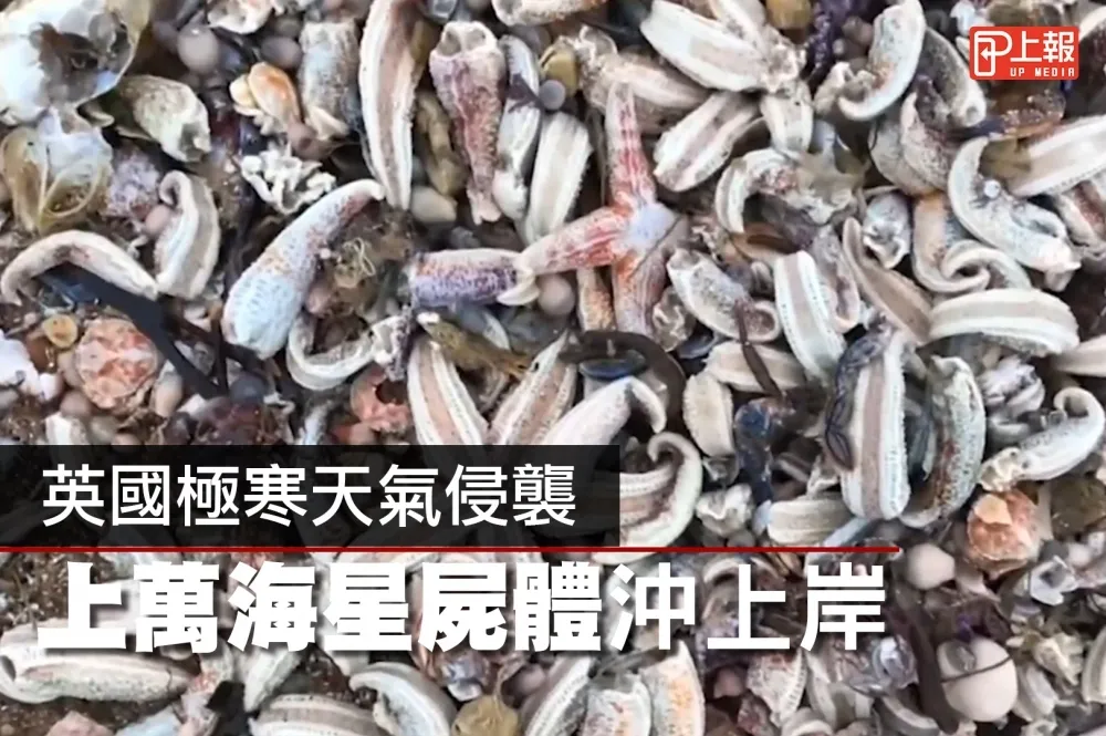 【影片】「東方野獸」強襲英國　上萬海星凍死沙灘上