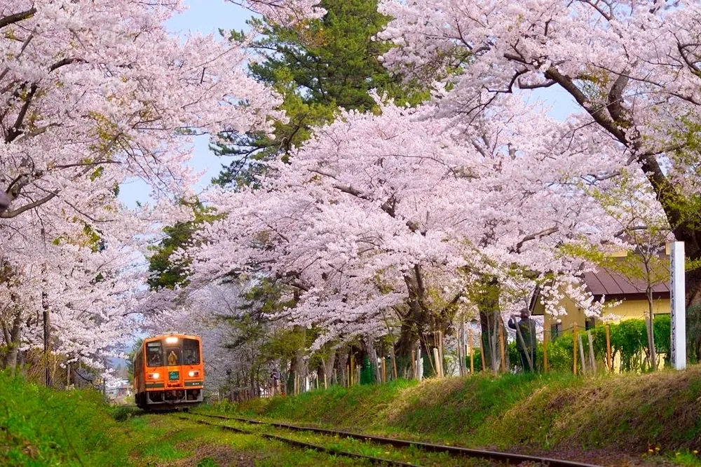 粉紅櫻花河、賞櫻列車　日本東北仙境級櫻花都在這！