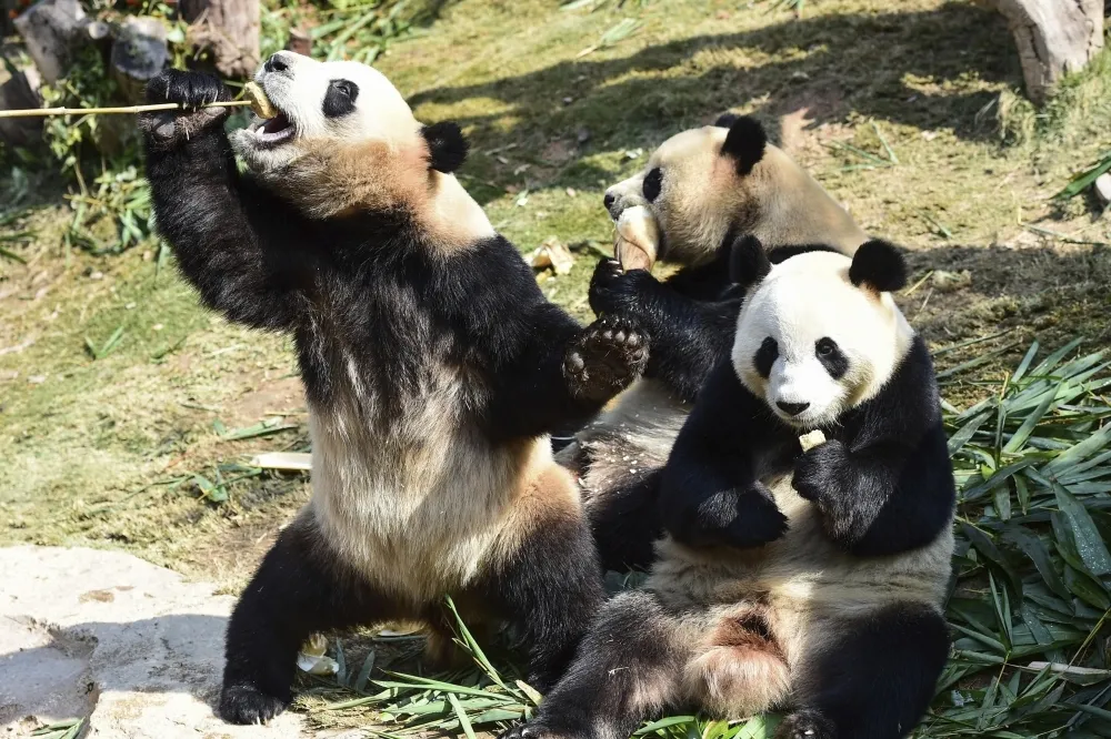 中國砸468億蓋大貓熊國家公園　面積逾兩個黃石公園