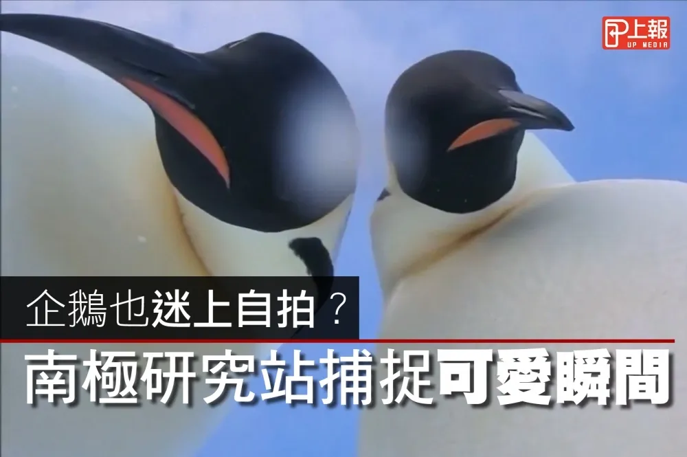 【超Q片】企鵝也迷上自拍？　南極研究站捕捉可愛瞬間