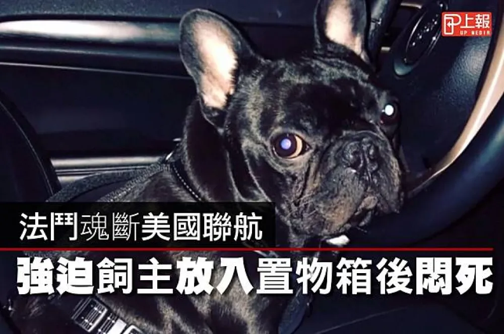 【影片】法鬥魂斷美國聯航　強迫飼主放入置物箱後悶死