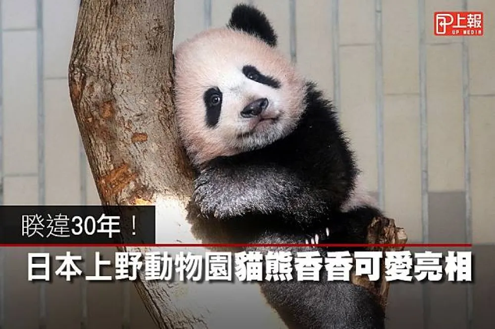 【影片】睽違30年！　日本上野動物園貓熊香香可愛亮相
