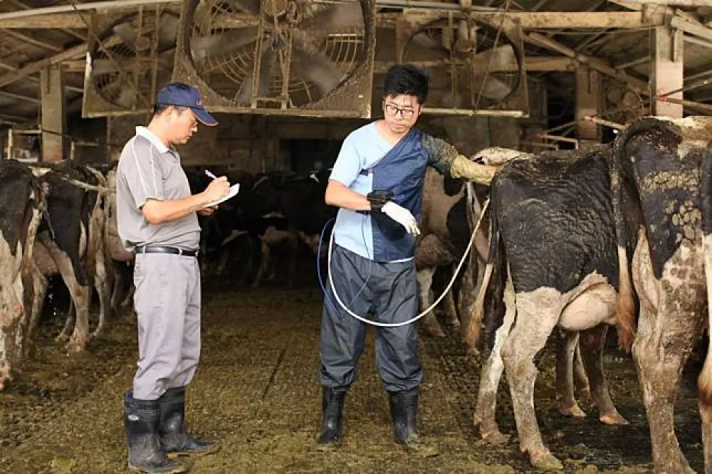 薪資3萬6招酪農新血　若無法解缺工明年研議開放農業外勞