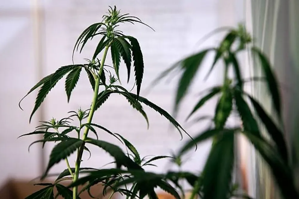 他們跋涉千里、飽受棍杖毒打　卻被賣到英國當大麻「園丁」