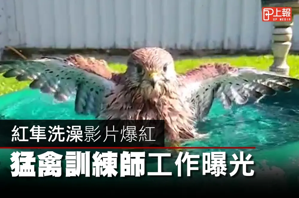 【影片】紅隼洗澡影片爆紅　猛禽訓練師工作曝光
